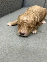 Minnesota, a female Miniature Goldendoodle for sale in Fair Play, MO – Photo 6 of 7
