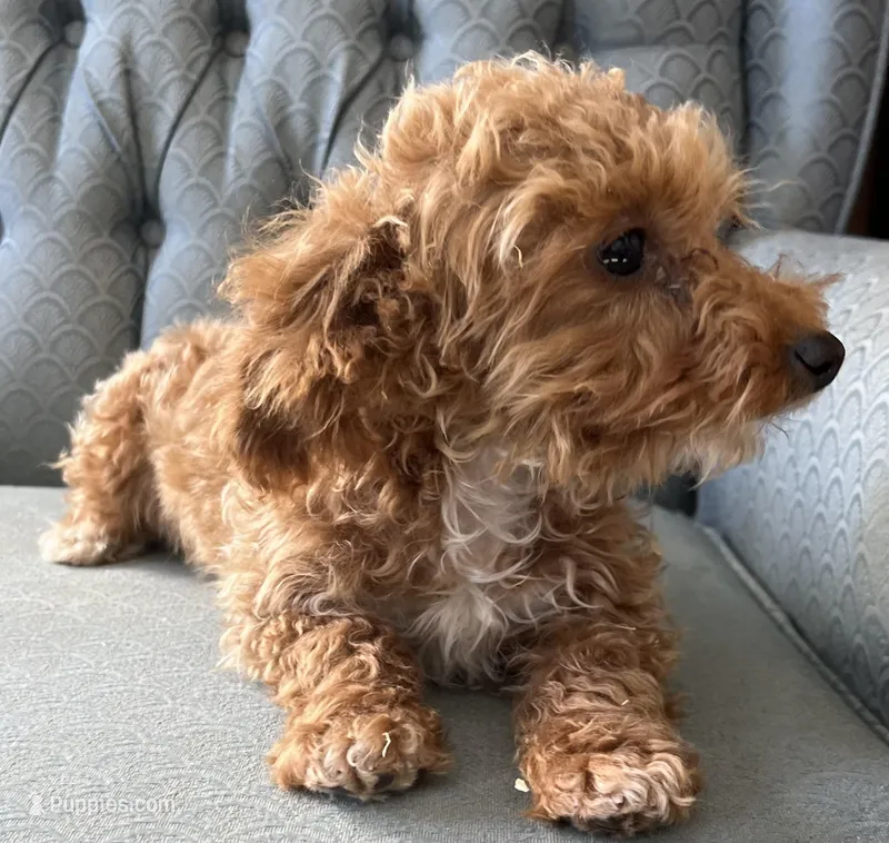 Minnesota – Miniature Goldendoodle puppy for sale in Fair Play, MO