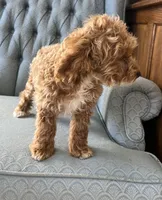 Minnesota, a female Miniature Goldendoodle for sale in Fair Play, MO – Photo 2 of 7