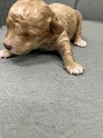 Minnesota, a female Miniature Goldendoodle for sale in Fair Play, MO – Photo 7 of 7