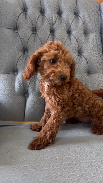 Criollo , a female Miniature Goldendoodle for sale in Fair Play, MO – 3 of 10