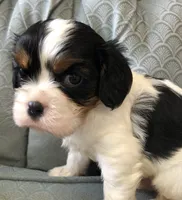 Ruggum, a male Cavalier King Charles Spaniel for sale in Fair Play, MO – 3 of 3