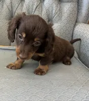 Shogg, a male Miniature Dachshund for sale in Fair Play, MO – 3 of 9