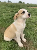 Fritter, a male Bull Terrier and Great Pyrenees for sale in Fair Play, MO – 2 of 7