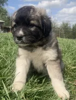 Belle, a female Bull Terrier and Great Pyrenees for sale in Fair Play, MO – Photo 2 of 2