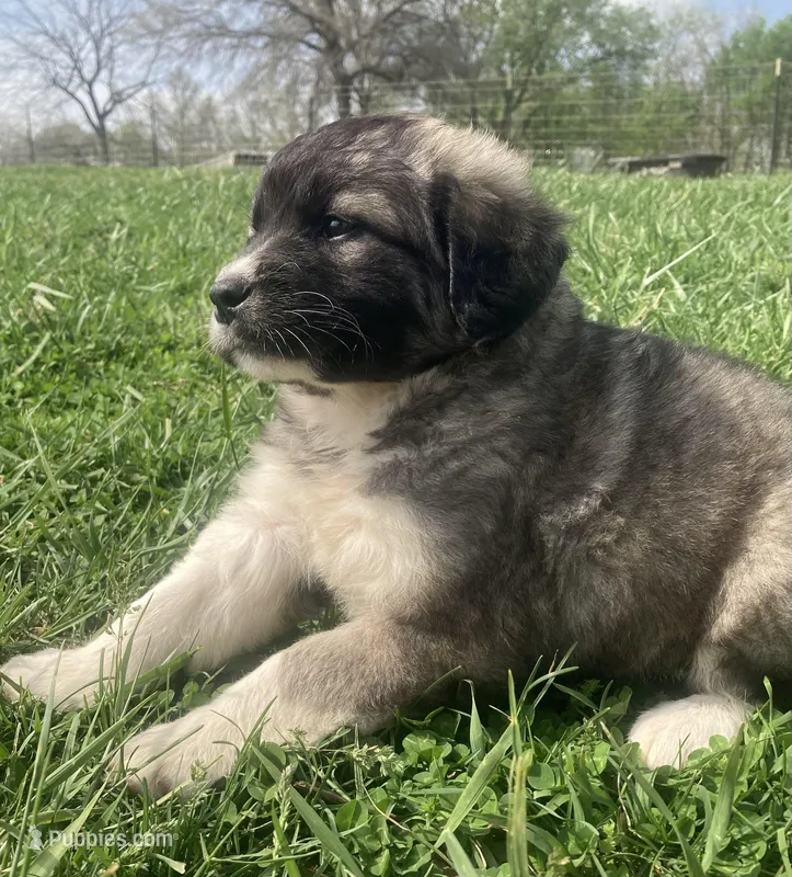 Belle – Bull Terrier, Great Pyrenees puppy for sale in Fair Play, MO