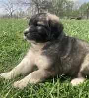 Belle, a female Bull Terrier and Great Pyrenees for sale in Fair Play, MO – Photo 1 of 2