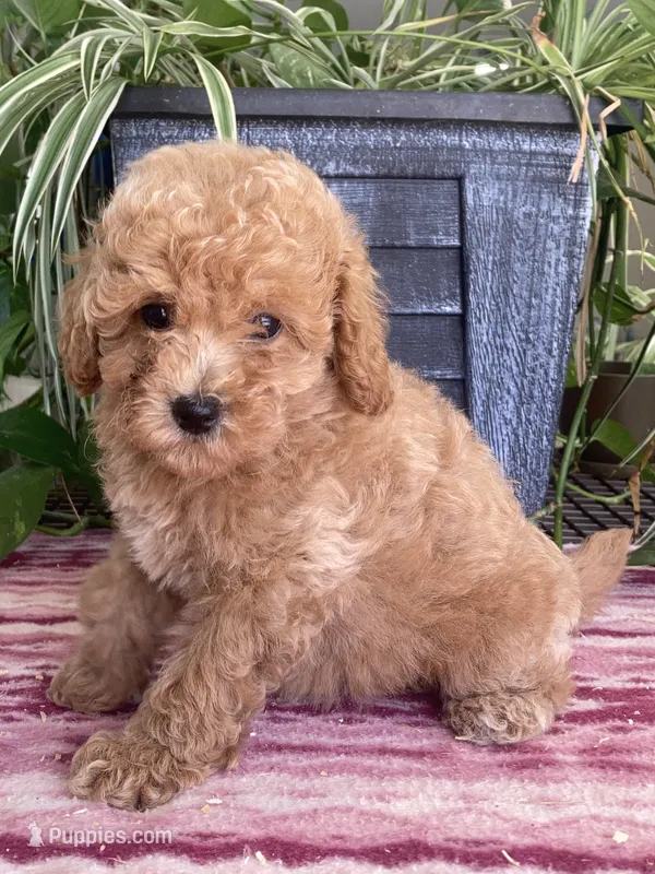 Wonder – Miniature Goldendoodle puppy for sale in Fair Play, MO