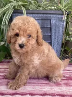 Wonder, a female Miniature Goldendoodle for sale in Fair Play, MO – 4 of 10