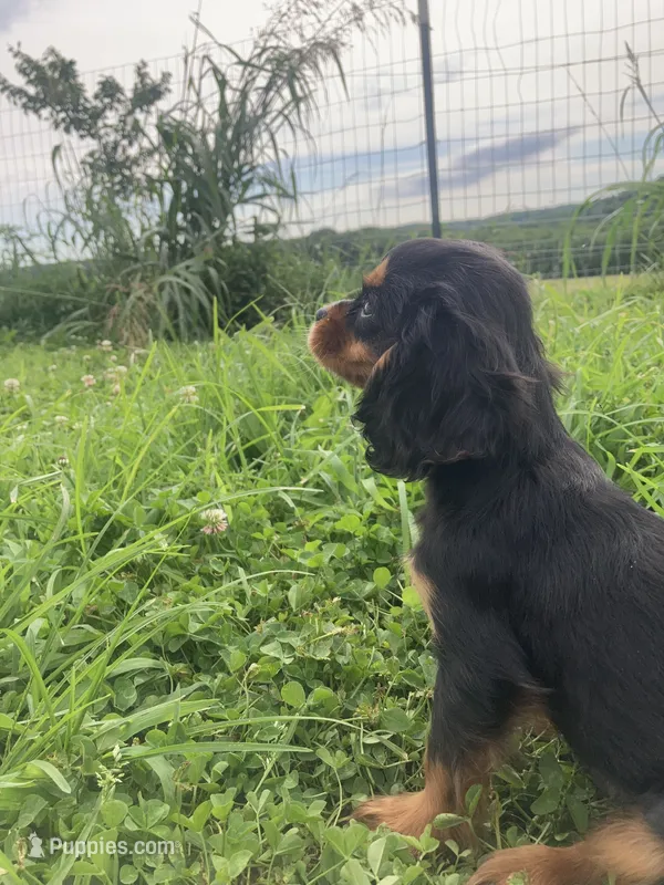Stormy  – Cavalier King Charles Spaniel puppy for sale in Fair Play, MO