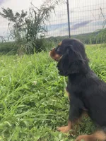 Stormy , a male Cavalier King Charles Spaniel for sale in Fair Play, MO – 1 of 3