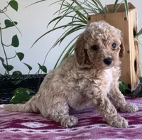Whisper, a female Miniature Goldendoodle for sale in Fair Play, MO – 1 of 4