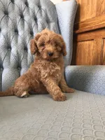 Morgan, a female Miniature Goldendoodle for sale in Fair Play, MO – Photo 5 of 5