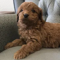 Morgan, a female Miniature Goldendoodle for sale in Fair Play, MO – Photo 2 of 5