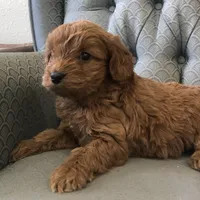 Morgan, a female Miniature Goldendoodle for sale in Fair Play, MO – Photo 4 of 5