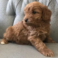 Morgan, a female Miniature Goldendoodle for sale in Fair Play, MO – Photo 3 of 5