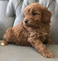 Morgan, a female Miniature Goldendoodle for sale in Fair Play, MO – Photo 2 of 3