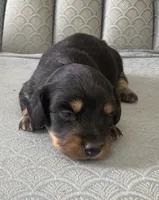 Tazzan, a female Miniature Dachshund for sale in Fair Play, MO – 3 of 4