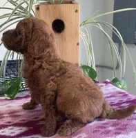 Wren, a female Miniature Goldendoodle for sale in Fair Play, MO – 2 of 3