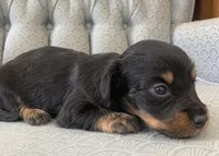 Slaygar, a male Miniature Dachshund for sale in Fair Play, MO – 1 of 3