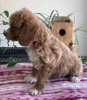 Genesis , a male Miniature Goldendoodle for sale in Fair Play, MO – 1 of 10
