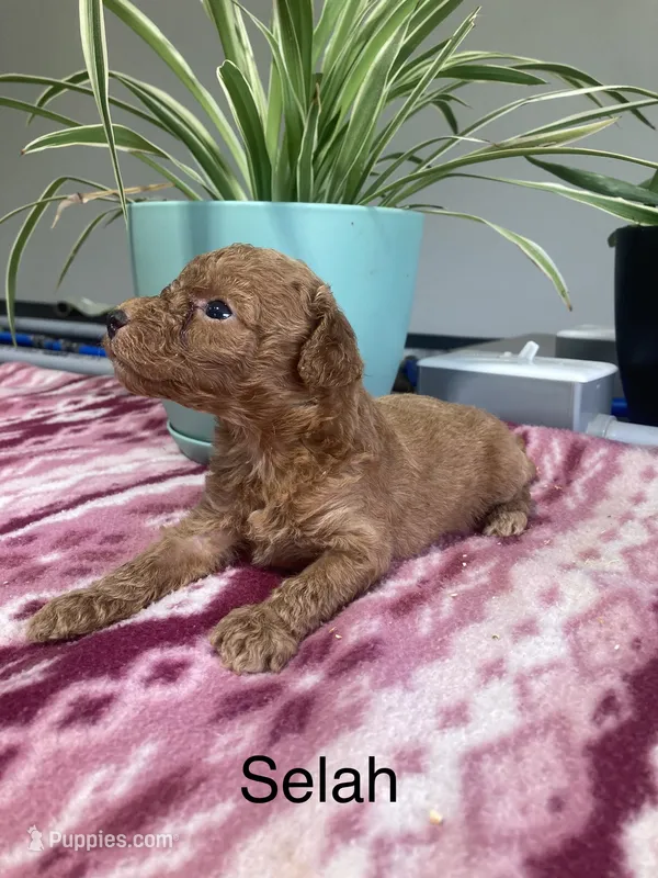 Selah – Miniature Goldendoodle puppy for sale in Fair Play, MO