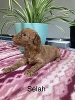 Selah, a female Miniature Goldendoodle for sale in Fair Play, MO – 1 of 1