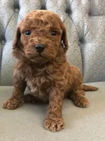 Clifford, a male Miniature Goldendoodle for sale in Fair Play, MO – Photo 2 of 2