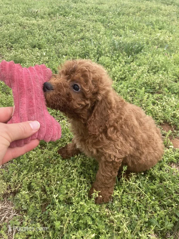 Clifford – Miniature Goldendoodle puppy for sale in Fair Play, MO