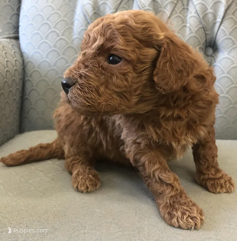 Clifford – Miniature Goldendoodle puppy for sale in Fair Play, MO