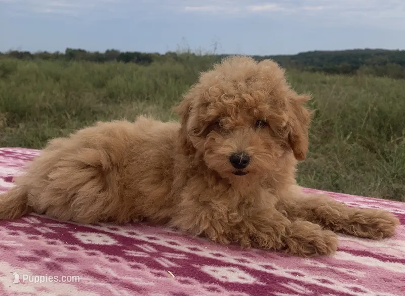 Wonder – Miniature Goldendoodle puppy for sale in Fair Play, MO
