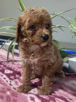 Destiny, a female Miniature Goldendoodle for sale in Fair Play, MO – 5 of 10