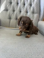 Shogg, a male Miniature Dachshund for sale in Fair Play, MO – 2 of 9