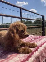  Verity, a female Miniature Goldendoodle for sale in Fair Play, MO – 2 of 8