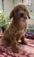 Destiny, a female Miniature Goldendoodle for sale in Fair Play, MO – 2 of 10