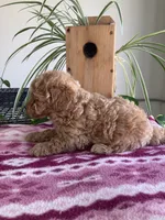 Wonder, a female Miniature Goldendoodle for sale in Fair Play, MO – 4 of 4