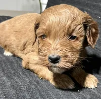 Lenny, a male Miniature Goldendoodle for sale in Fair Play, MO – Photo 4 of 9
