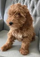 Lenny, a male Miniature Goldendoodle for sale in Fair Play, MO – Photo 2 of 9