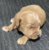Lenny, a male Miniature Goldendoodle for sale in Fair Play, MO – Photo 9 of 9