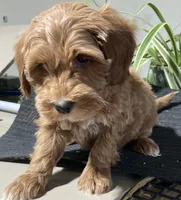 Lenny, a male Miniature Goldendoodle for sale in Fair Play, MO – Photo 3 of 9