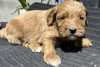 Lenny, a male Miniature Goldendoodle for sale in Fair Play, MO – Photo 8 of 9