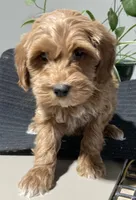 Lenny, a male Miniature Goldendoodle for sale in Fair Play, MO – Photo 5 of 9