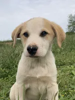 Beans, a male Bull Terrier and Great Pyrenees for sale in Fair Play, MO – 3 of 6