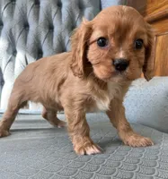 Gale, a male Cavalier King Charles Spaniel for sale in Fair Play, MO – 5 of 8