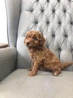 Jubilee, a female Miniature Goldendoodle for sale in Fair Play, MO – Photo 4 of 4