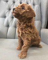 Jubilee, a female Miniature Goldendoodle for sale in Fair Play, MO – Photo 3 of 4