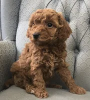 Jubilee, a female Miniature Goldendoodle for sale in Fair Play, MO – Photo 1 of 4