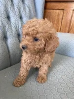 Aylissa, a female Miniature Goldendoodle for sale in Fair Play, MO – Photo 3 of 3