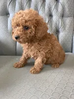 Aylissa, a female Miniature Goldendoodle for sale in Fair Play, MO – Photo 1 of 3