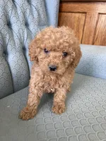 Aylissa, a female Miniature Goldendoodle for sale in Fair Play, MO – Photo 2 of 3